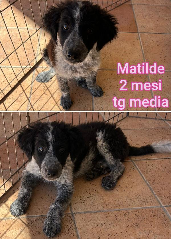 Salvate uno di questi cuccioli  Foto 3