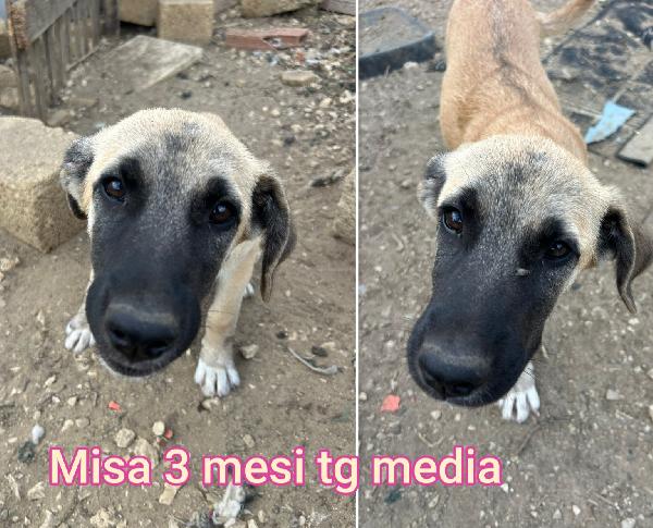 Salvate uno di questi cuccioli  Foto 4