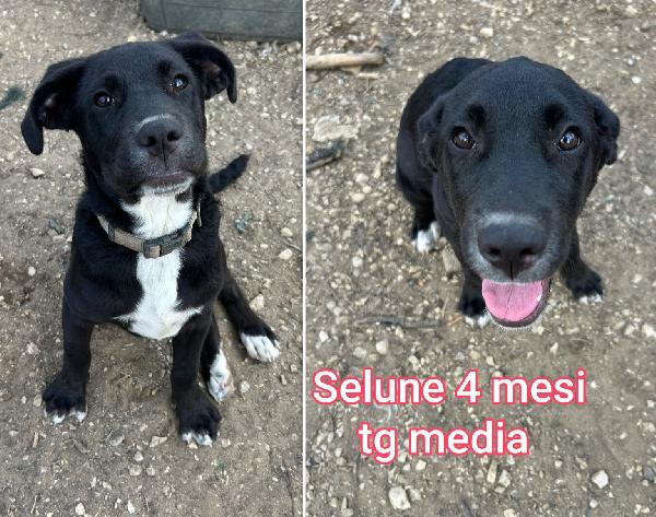 Salvate uno di questi cuccioli  Foto 5