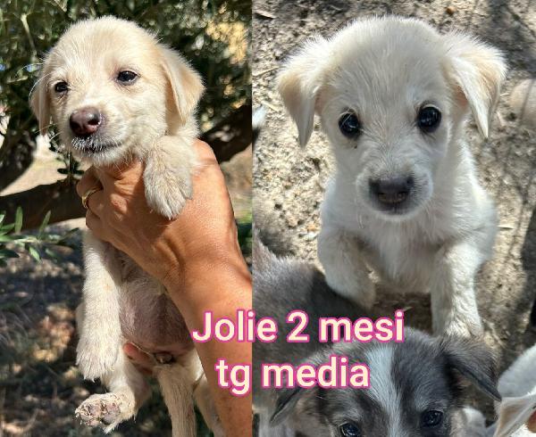 Salvate uno di questi cuccioli  Foto 6