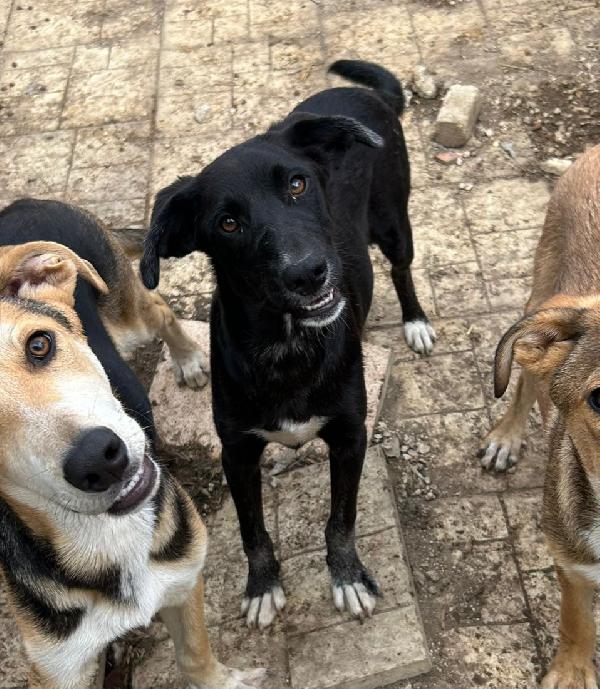 Pimpa, nera e condannata!!! Foto 2