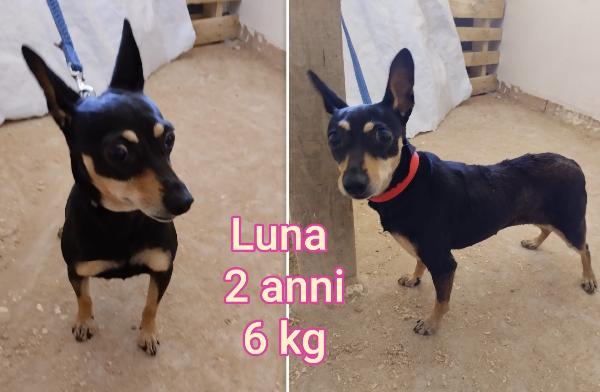 Teneri piccoli cagnolini Foto 2