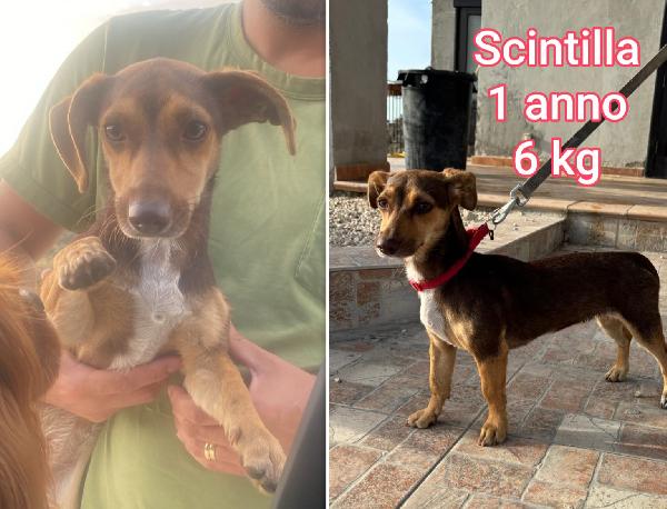 Teneri piccoli cagnolini Foto 3