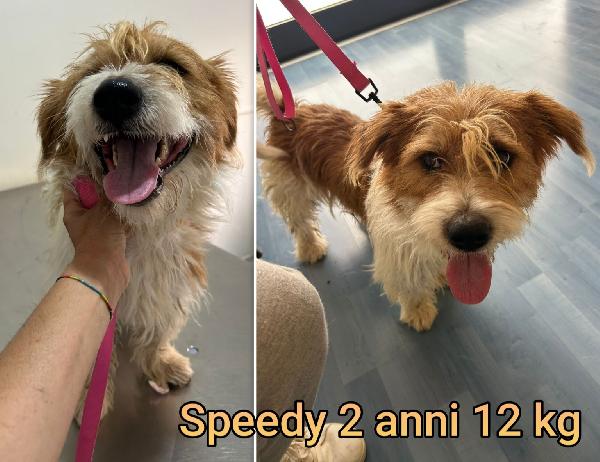 Teneri piccoli cagnolini Foto 4