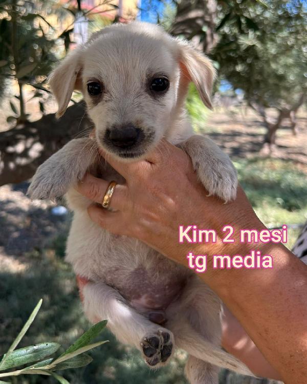 Troppi Cuccioli Senza Casa