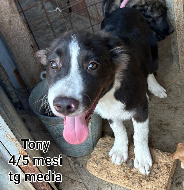 Troppi cuccioli senza casa Foto 5