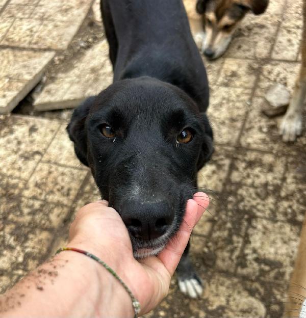 Cucciola Nera Ed Esclusa Da Tutti