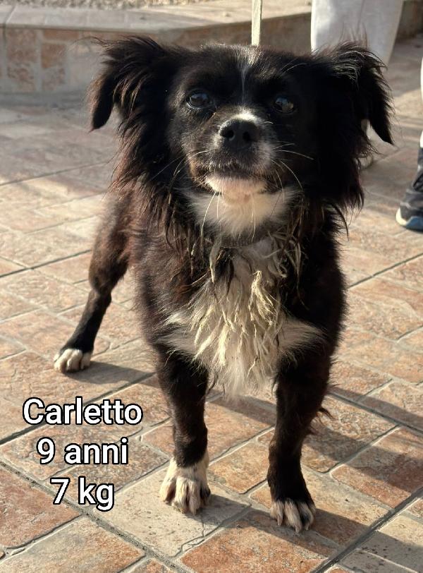 Piccoli Cagnolini Da Salvare