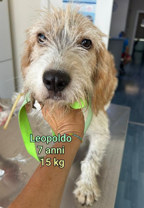 PICCOLI CAGNOLINI DA SALVARE Foto 3