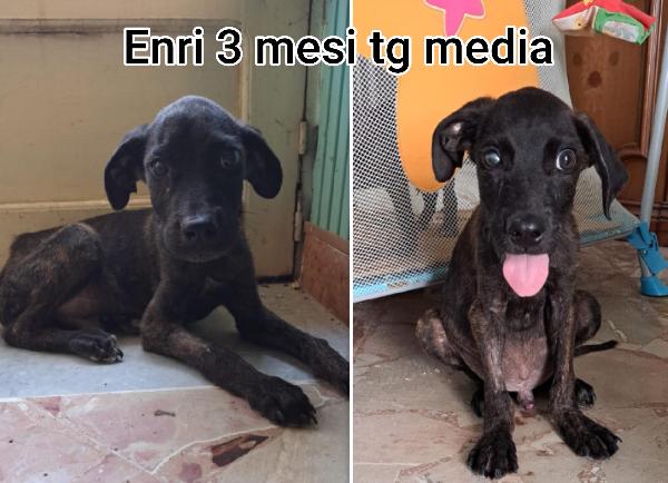 Troppi cucciolotti soli in rifugio  Foto 3