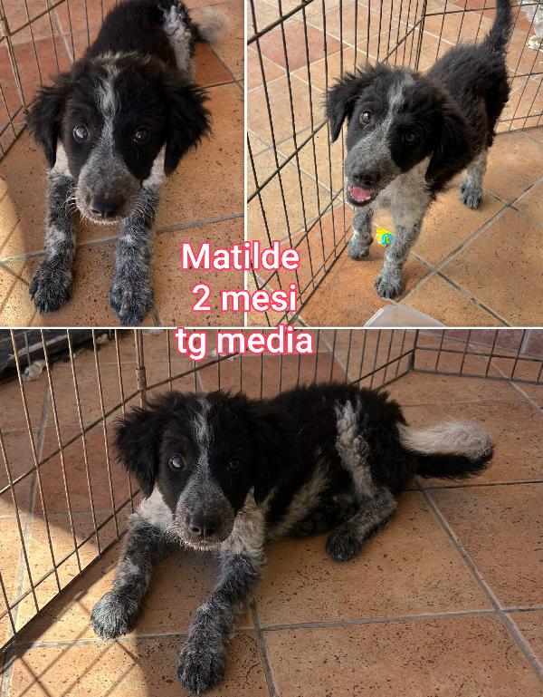 Troppi cucciolotti soli in rifugio  Foto 7