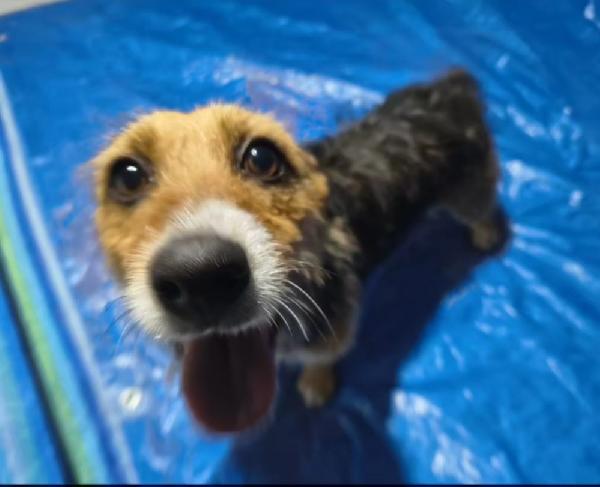 Lolita, taglia piccola in adozione  Foto 3