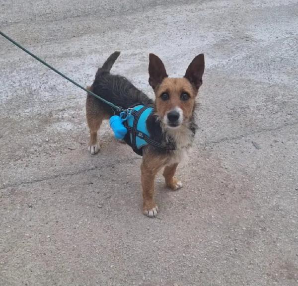 Lolita, taglia piccola in adozione  Foto 4