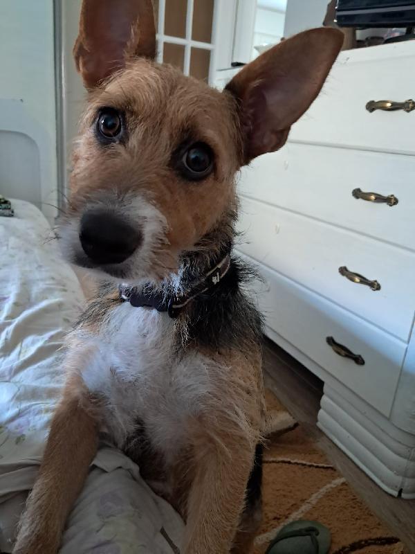 Lolita, taglia piccola in adozione  Foto 5
