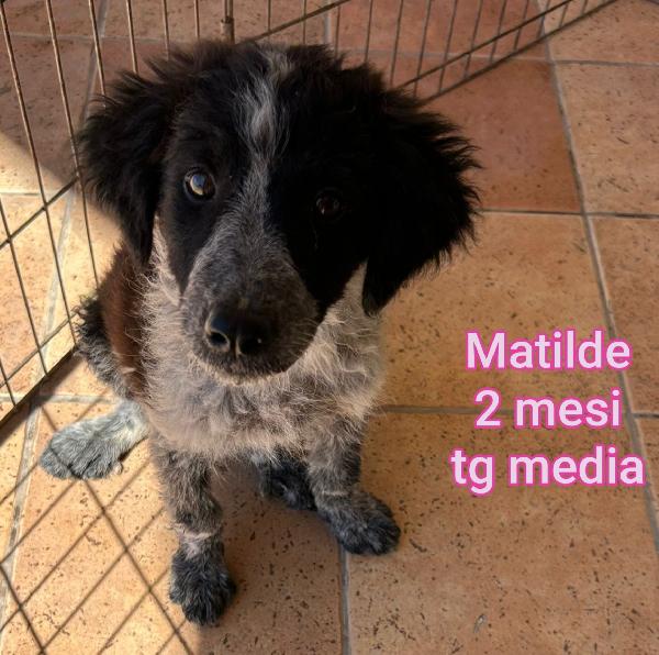 SALVA UN CUCCIOLO Foto 7