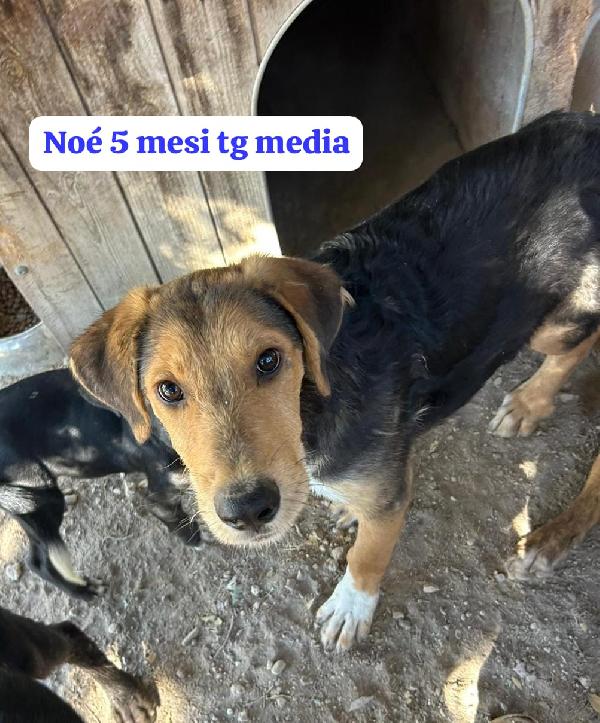 2 MESI: TAGLIE MEDIE!!! Foto 6