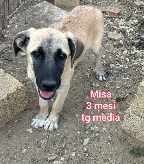 2 MESI: TAGLIE MEDIE!!! Foto 7