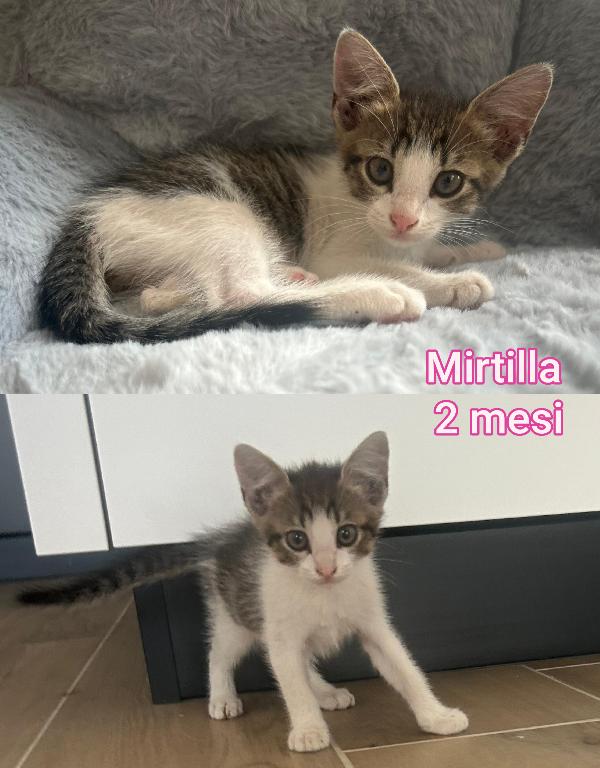 Telefona per salvare un gatto Foto 2