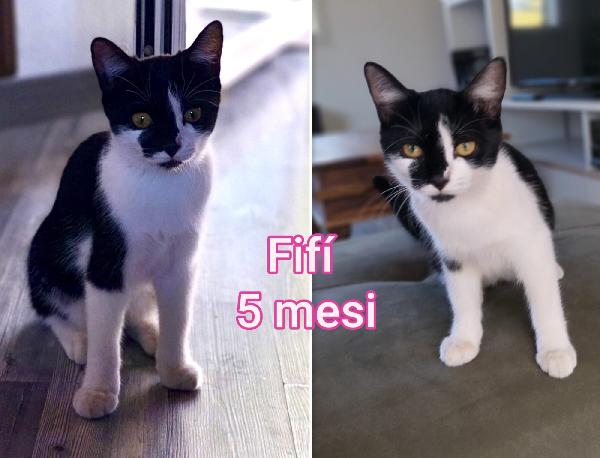 Telefona per salvare un gatto Foto 3
