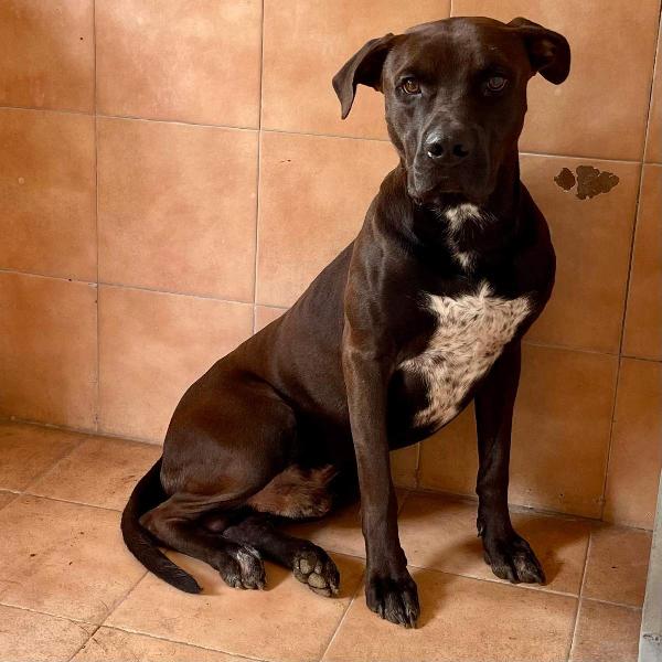 NIGEL  BELLISSIMO PIT   Foto 8