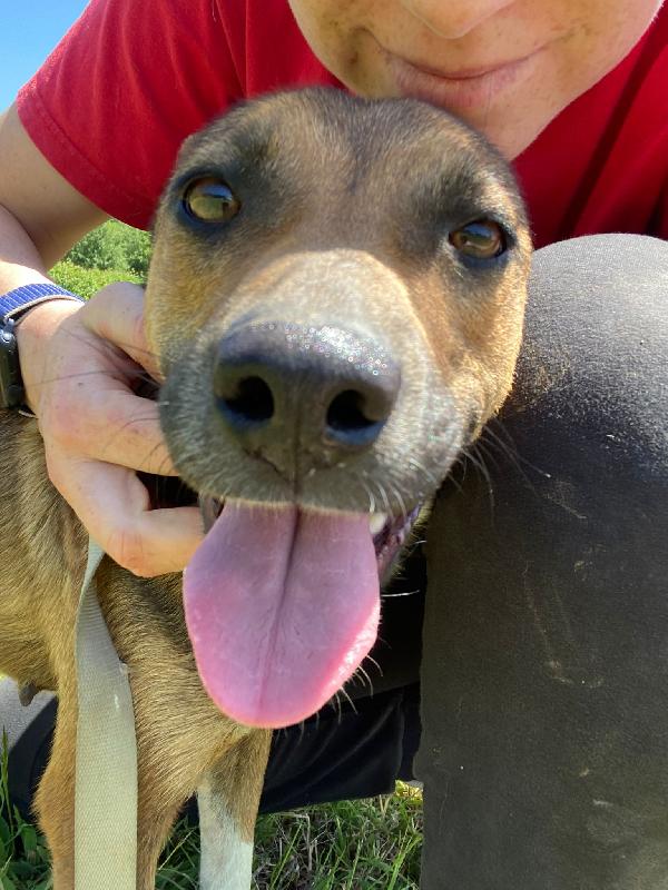 💕🐾 idie 🐾💕 dolcissima taglia medio piccola in adozione  Foto 9