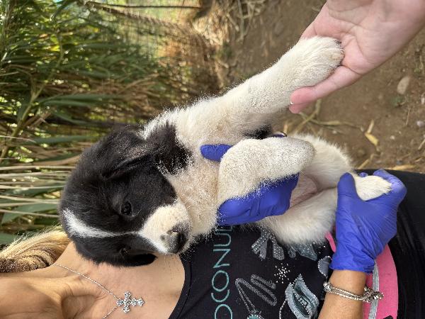 ✨🐾 penny 🐾✨ dolce cucciola in adozione  Foto 3