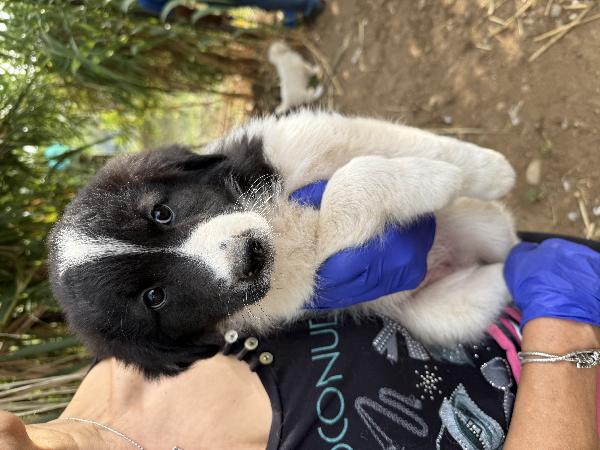 ✨🐾 penny 🐾✨ dolce cucciola in adozione  Foto 4