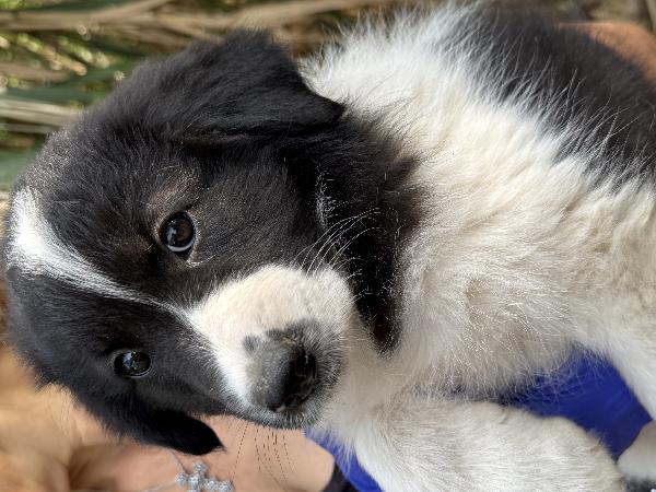 ✨🐾 penny 🐾✨ dolce cucciola in adozione  Foto 7