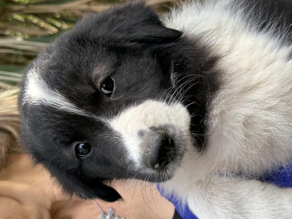 ✨🐾 penny 🐾✨ dolce cucciola in adozione  Foto 8