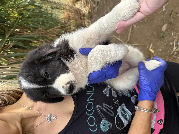💖🐾 penny 🐾💖 splendida cucciola in adozione Foto 2