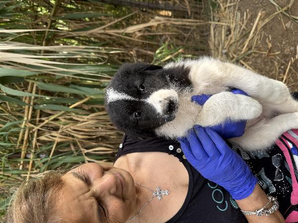 💖🐾 penny 🐾💖 splendida cucciola in adozione Foto 5