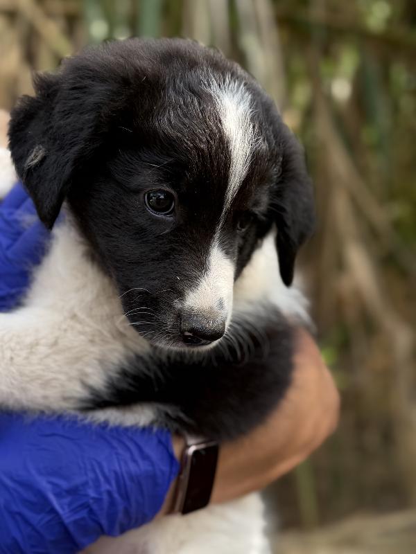 🌺🐾 penny 🐾🌺 bellissima cucciola in adozione  Foto 8