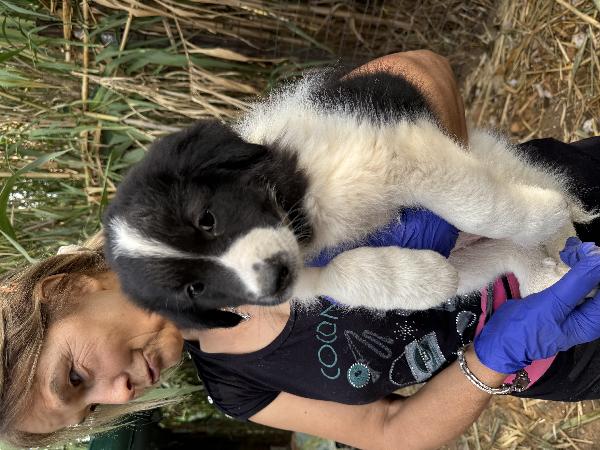 💚🐾 penny 🐾💚 dolcissimo cucciola in adozione  Foto 2
