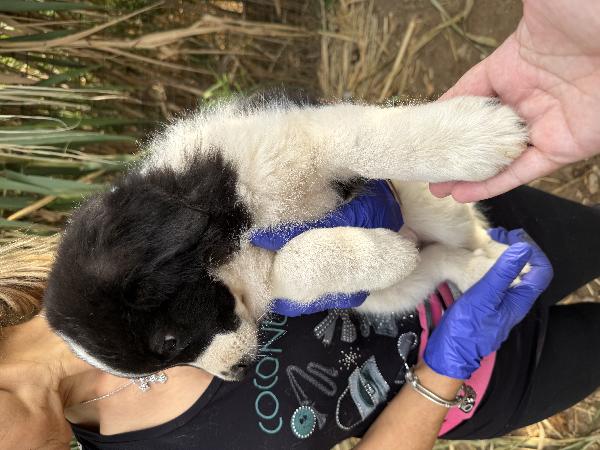 💚🐾 penny 🐾💚 dolcissimo cucciola in adozione  Foto 3