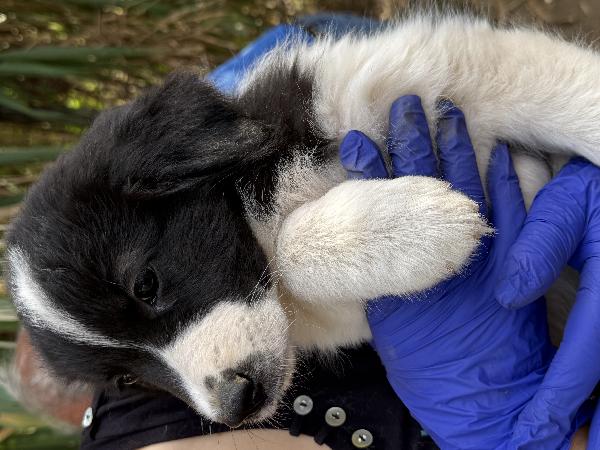 💚🐾 penny 🐾💚 dolcissimo cucciola in adozione  Foto 7