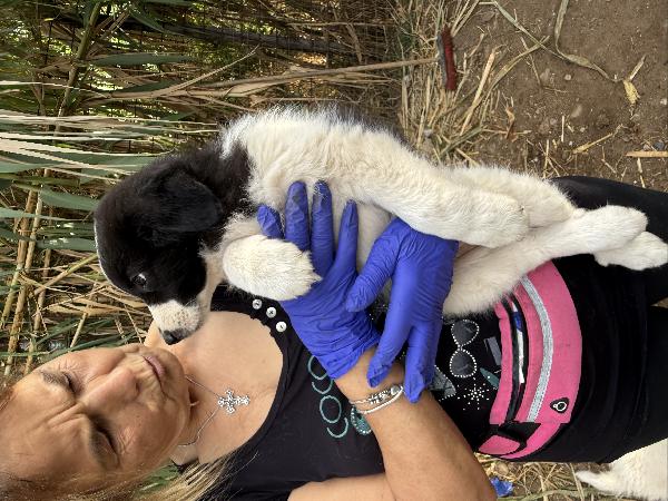 💚🐾 penny 🐾💚 dolcissimo cucciola in adozione  Foto 8