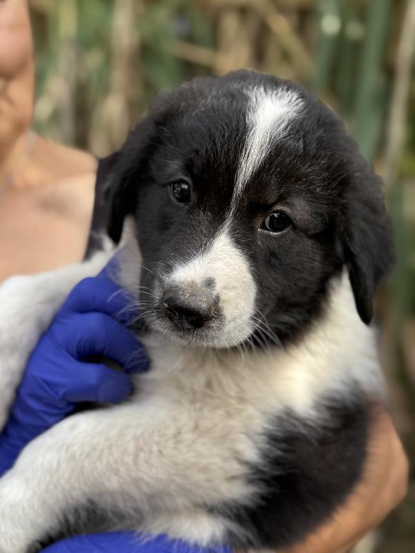 💚🐾 penny 🐾💚 dolcissimo cucciola in adozione  Foto 9