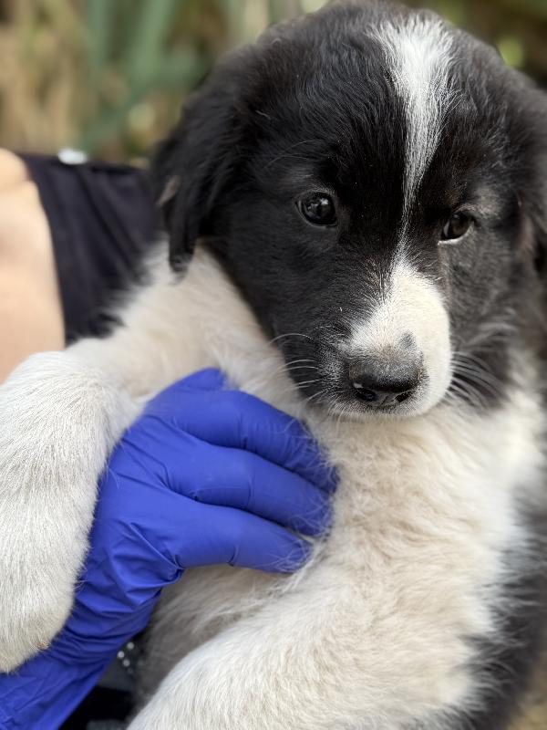 💚🐾 penny 🐾💚 dolcissimo cucciola in adozione  Foto 10