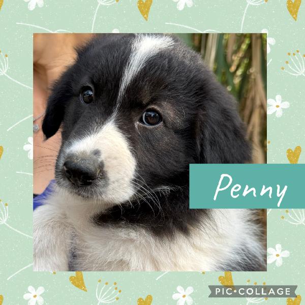 💐🐾 Penny 🐾💐 Dolcissima Cucciola In Adozione 