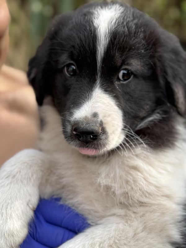 💐🐾 penny 🐾💐 dolcissima cucciola in adozione  Foto 10