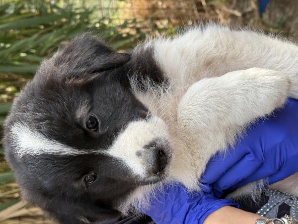 🌼🐾 penny 🐾🌼 splendida cucciola in adozione  Foto 5