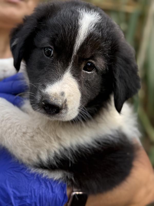 🌼🐾 penny 🐾🌼 splendida cucciola in adozione  Foto 8