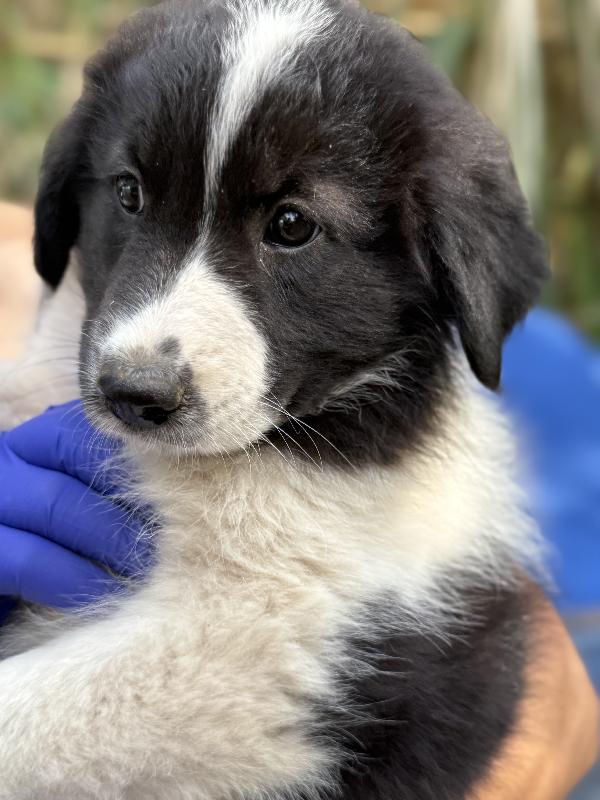 🌼🐾 penny 🐾🌼 splendida cucciola in adozione  Foto 10