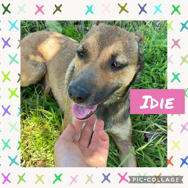 💚🐾 Idie 🐾💚 Splendida Taglia Medio Piccola In Adozione 