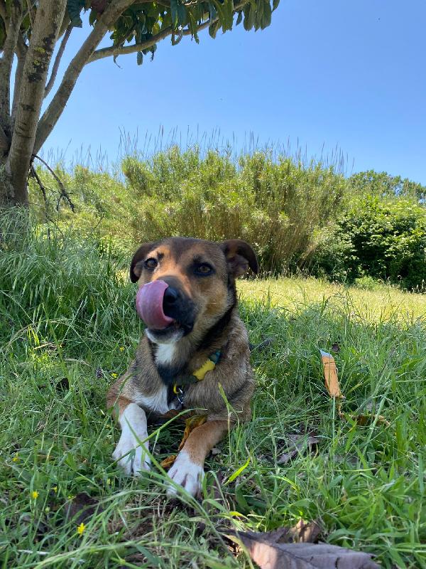 💚🐾 idie 🐾💚 splendida taglia medio piccola in adozione  Foto 5