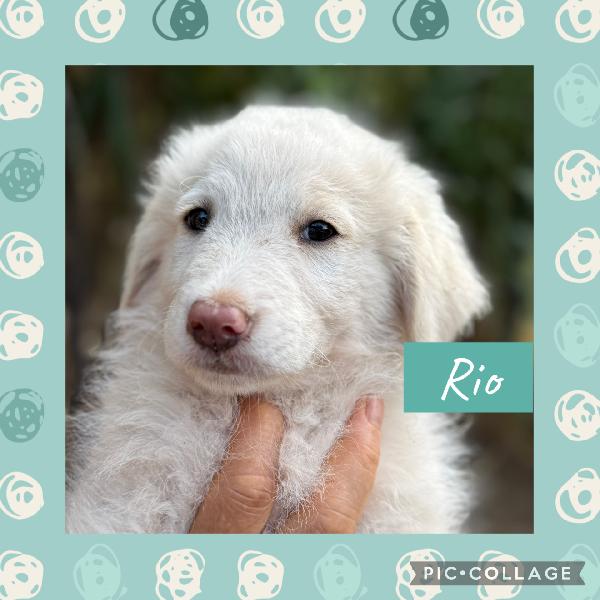 🔆🐾 Rio 🐾🔆 Bellissimo Cucciolo In Adozione 