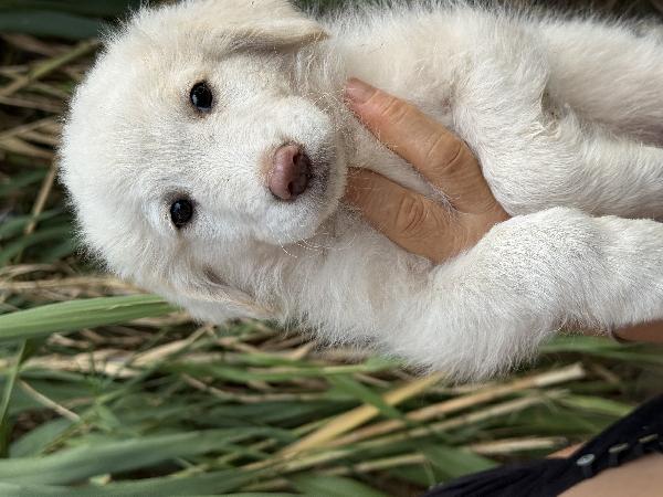 🔆🐾 rio 🐾🔆 bellissimo cucciolo in adozione  Foto 2