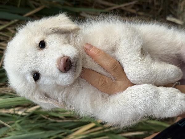 🔆🐾 rio 🐾🔆 bellissimo cucciolo in adozione  Foto 3