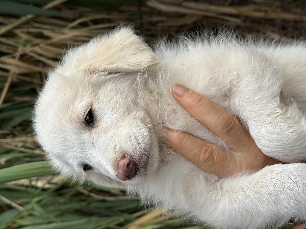 🔆🐾 rio 🐾🔆 bellissimo cucciolo in adozione  Foto 4