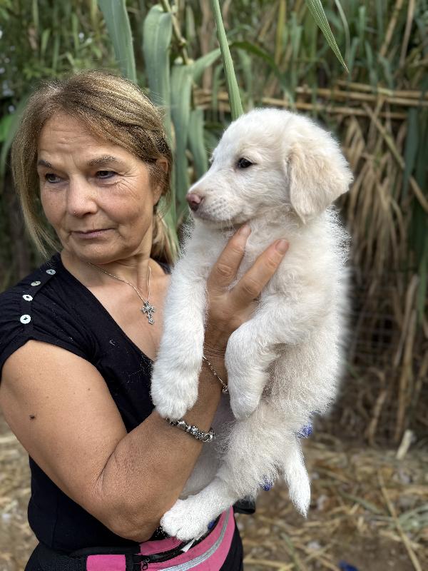🔆🐾 rio 🐾🔆 bellissimo cucciolo in adozione  Foto 5